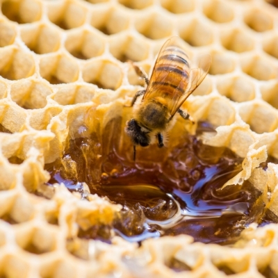 Une abeille fabriquant du miel dans sa ruche